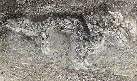 “中华第一龙”长什么样 “中华第一龙”长什么样