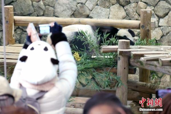 旅日大熊猫“永明”携双胞胎女儿启程回国 旅日大熊猫“永明”携双胞胎女儿启程回国