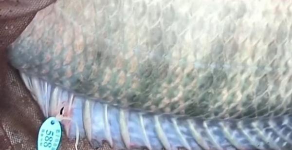 钓起来的鱼还带价格标,这是钓鱼还是赌博? 钓起来的鱼还带价格标,这是钓鱼还是赌博?