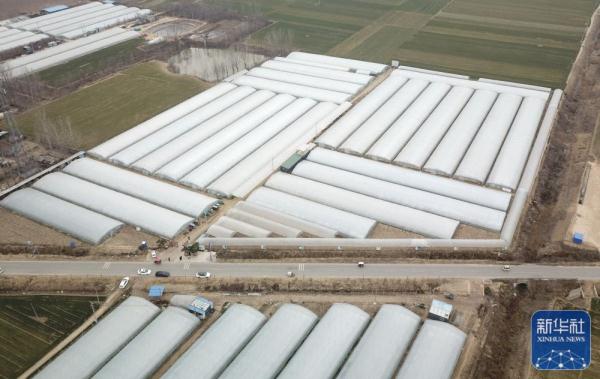 山东：大棚葡萄花开早 果农修剪护理忙