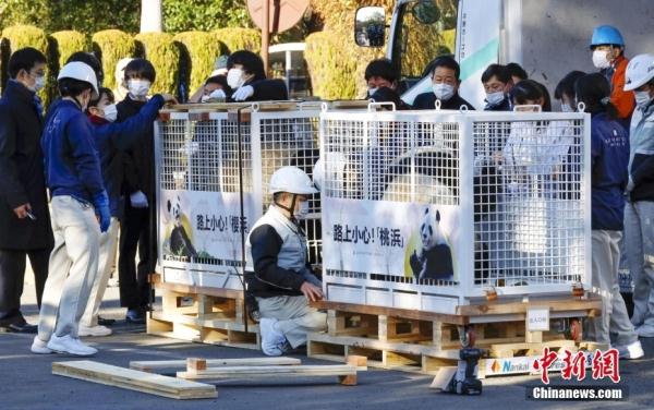 旅日大熊猫“永明”携双胞胎女儿启程回国 旅日大熊猫“永明”携双胞胎女儿启程回国
