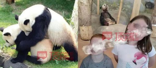 旅美大熊猫“乐乐”离世,“丫丫”何时能回家? 旅美大熊猫“乐乐”离世,“丫丫”何时能回家?