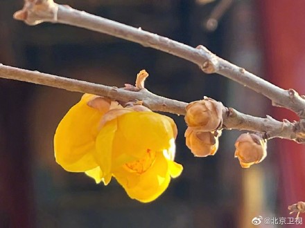 故宫腊梅含香绽放