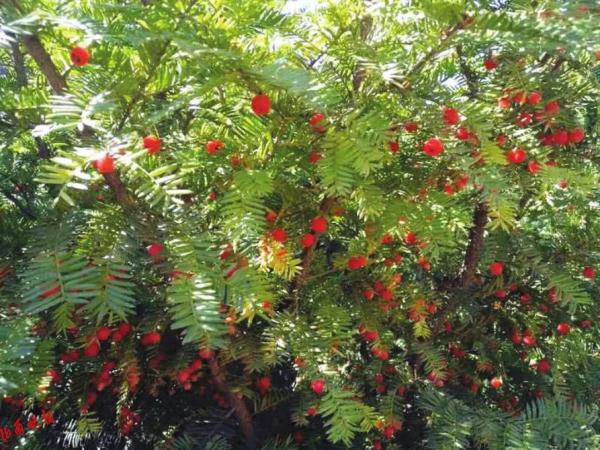 红豆杉、连香树、豹、麝、褐马鸡…咱们山西的“宝贝”可真不少