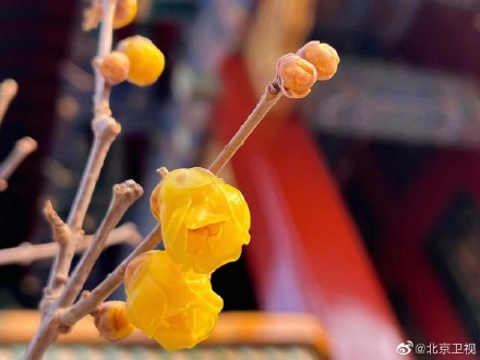 故宫腊梅含香绽放