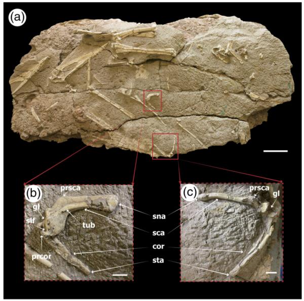 揭秘翼龙飞行机制 哈密翼龙的肩带最新研究成果发表→