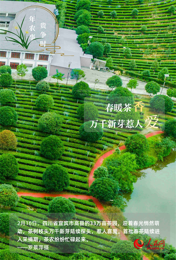 奋进的春天｜万象“耕”新 一年农事贵争时