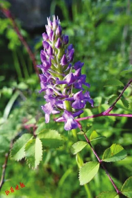 红豆杉、连香树、豹、麝、褐马鸡…咱们山西的“宝贝”可真不少