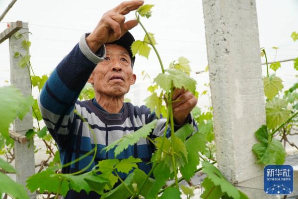 山东：大棚葡萄花开早 果农修剪护理忙