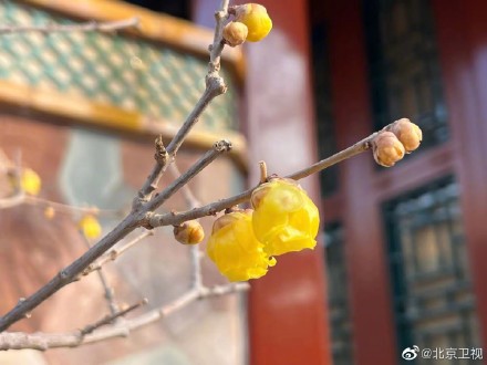 故宫腊梅含香绽放