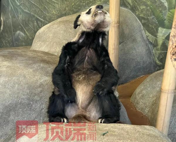 旅美大熊猫“乐乐”离世,“丫丫”何时能回家? 旅美大熊猫“乐乐”离世,“丫丫”何时能回家?