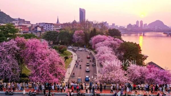 刚刚,2023柳州洋紫荆花期新鲜出炉!这天起,粉色风暴刮遍全城 刚刚,2023柳州洋紫荆花期新鲜出炉!这天起,粉色风暴刮遍全城