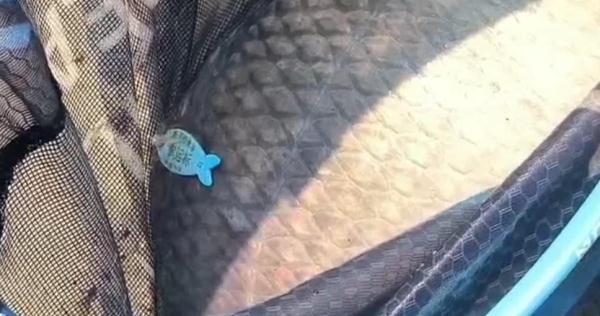 钓起来的鱼还带价格标,这是钓鱼还是赌博? 钓起来的鱼还带价格标,这是钓鱼还是赌博?