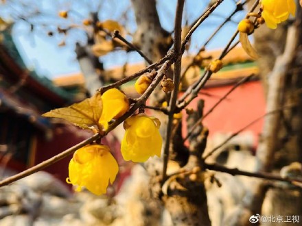 故宫腊梅含香绽放