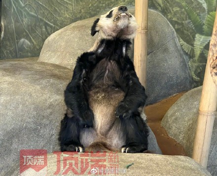 知情人称丫丫有望提前回国 已有专人赴美照看