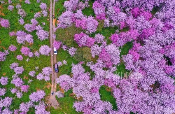 刚刚,2023柳州洋紫荆花期新鲜出炉!这天起,粉色风暴刮遍全城 刚刚,2023柳州洋紫荆花期新鲜出炉!这天起,粉色风暴刮遍全城