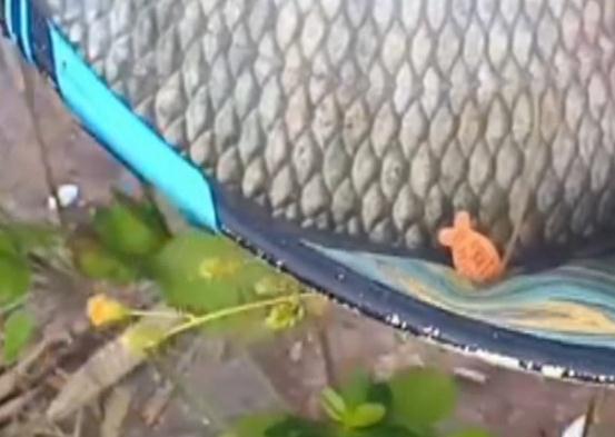 钓起来的鱼还带价格标,这是钓鱼还是赌博? 钓起来的鱼还带价格标,这是钓鱼还是赌博?