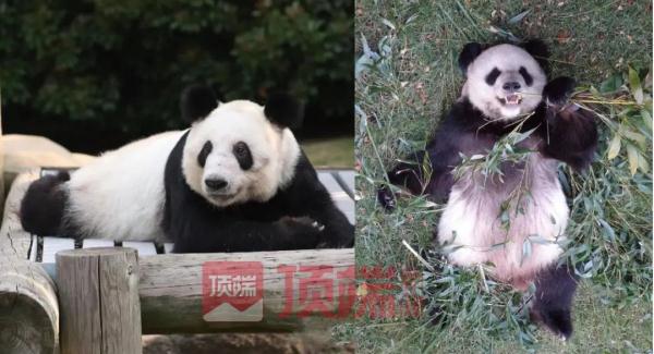 丫丫怎么了？
