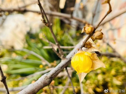 故宫腊梅含香绽放