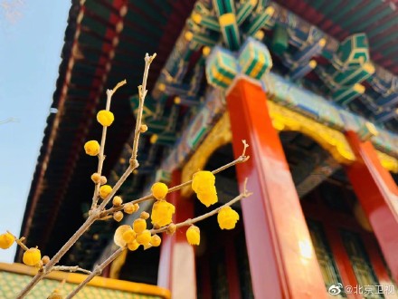 故宫腊梅含香绽放