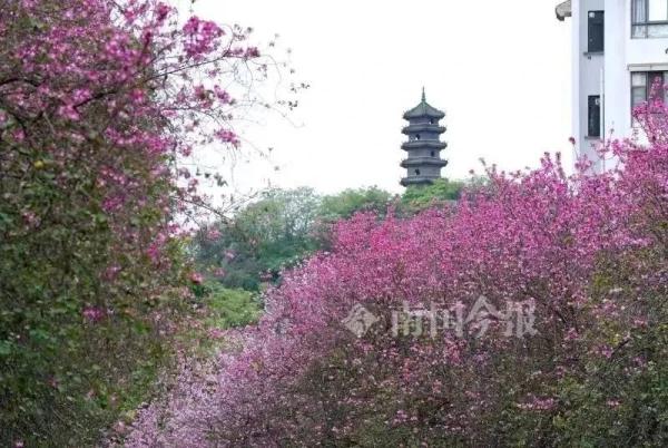 刚刚,2023柳州洋紫荆花期新鲜出炉!这天起,粉色风暴刮遍全城 刚刚,2023柳州洋紫荆花期新鲜出炉!这天起,粉色风暴刮遍全城