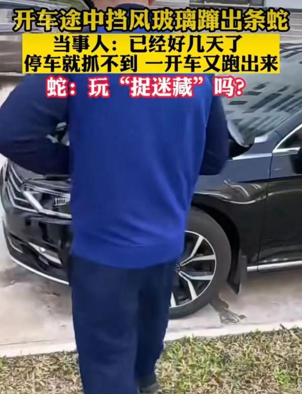 吓蒙！开车途中，挡风玻璃窜出一条一米长的蛇