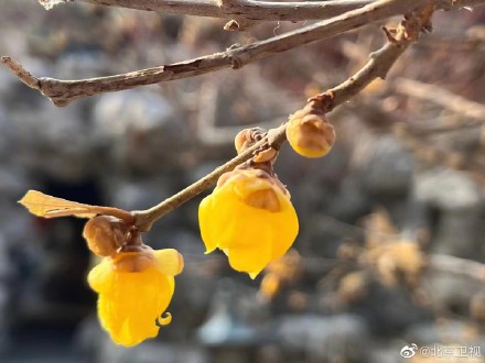 故宫腊梅含香绽放
