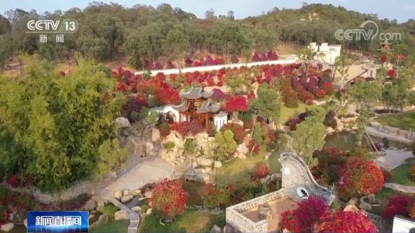 太美啦！广州马岭村“变身”网红打卡地