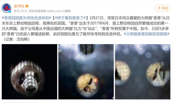 又有3只大熊猫要回国了！“丫丫”近况引网友刷屏