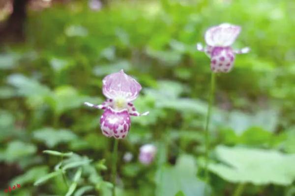 红豆杉、连香树、豹、麝、褐马鸡…咱们山西的“宝贝”可真不少