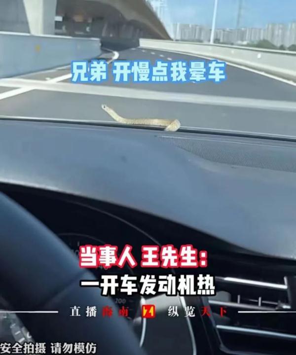 吓蒙！开车途中，挡风玻璃窜出一条一米长的蛇