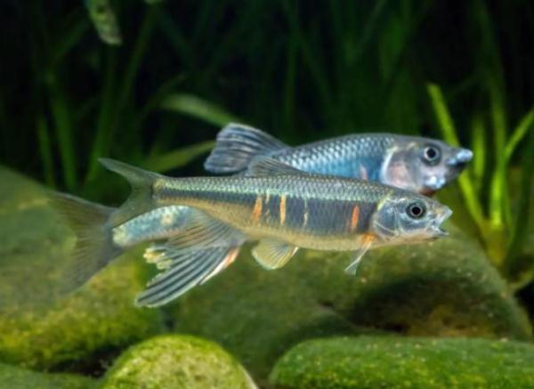 厉害了!“摸鱼”摸出新物种 厉害了!“摸鱼”摸出新物种