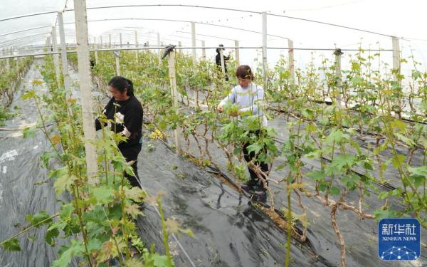 山东：大棚葡萄花开早 果农修剪护理忙