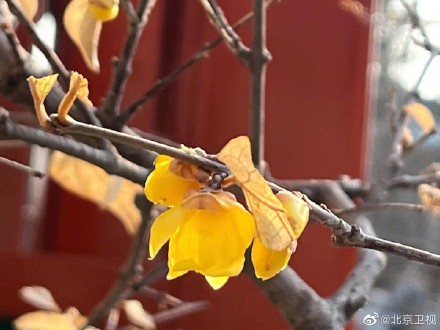 故宫腊梅含香绽放
