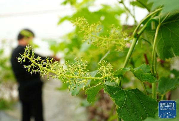 山东：大棚葡萄花开早 果农修剪护理忙