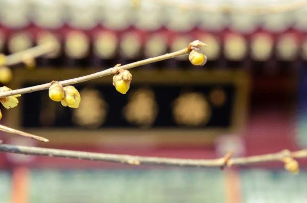 幽香浮动！邂逅第一抹春色，赏花地图——