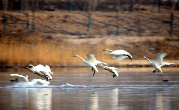 拍客 | 天鹅翩跹舞滹沱