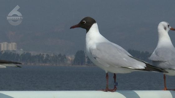奶奶！放开我……滇池大坝又上演伤鸥举动