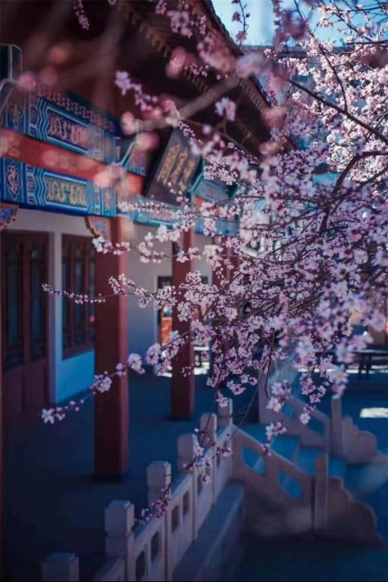 天津今年第一波花开了！赏花指南→