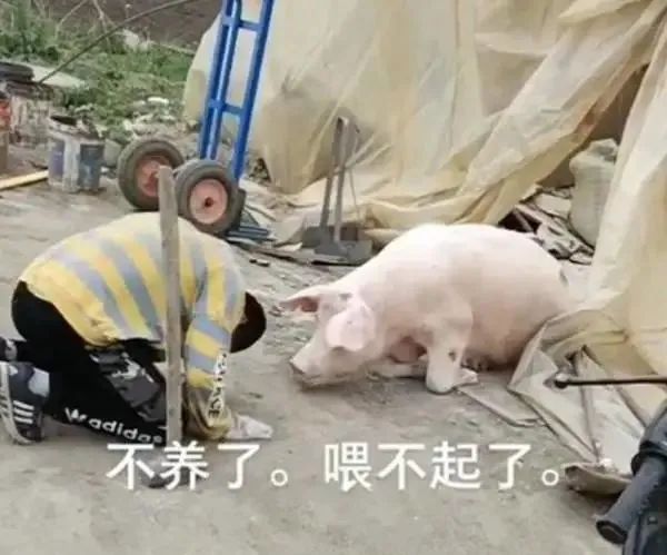 "养猪不如养上海人"！热门旅游地口号？哭笑不得的上海人朋友圈刷屏…