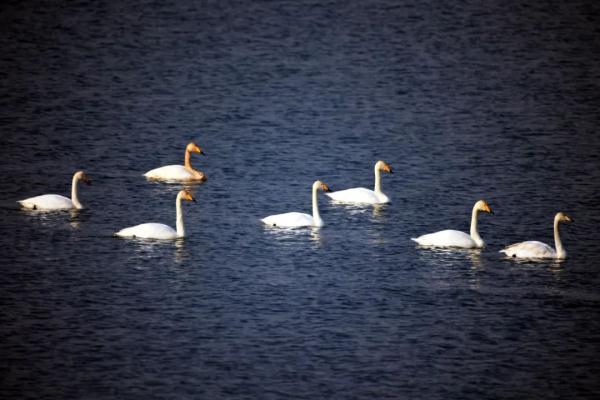 拍客 | 天鹅翩跹舞滹沱