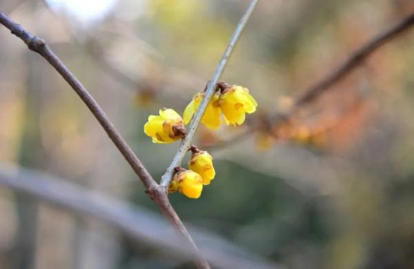幽香浮动！邂逅第一抹春色，赏花地图——