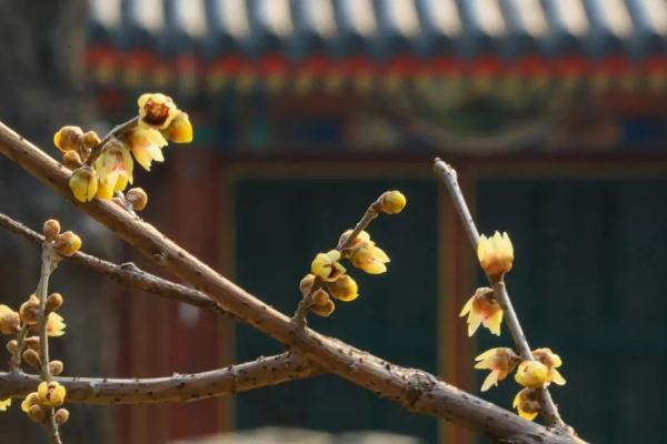 幽香浮动！邂逅第一抹春色，赏花地图——