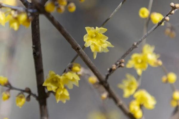 幽香浮动！邂逅第一抹春色，赏花地图——