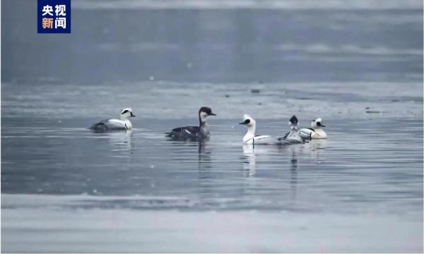 “七九河开，八九雁来”，看，它们来了！