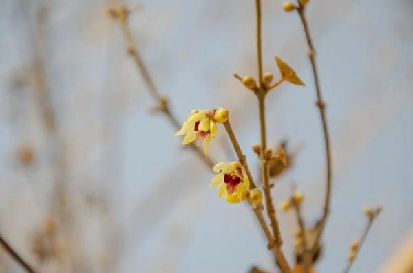 幽香浮动！邂逅第一抹春色，赏花地图——