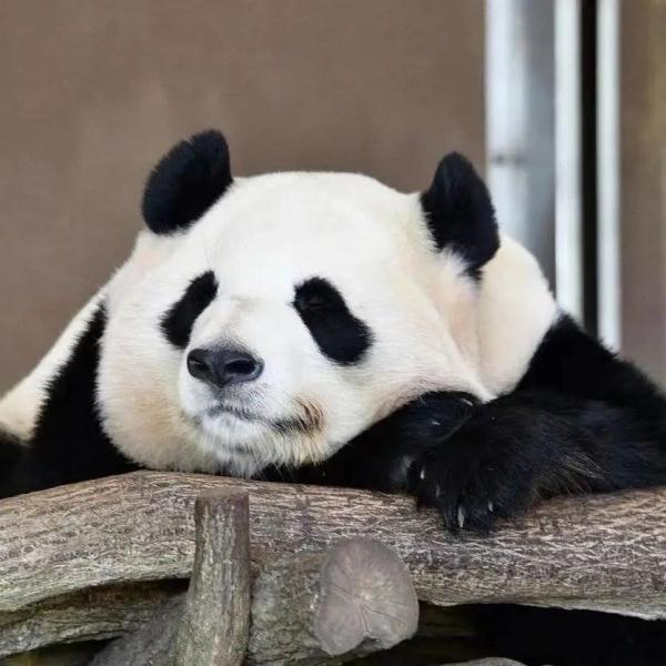 欢迎！它带着双胞胎女儿回家啦！