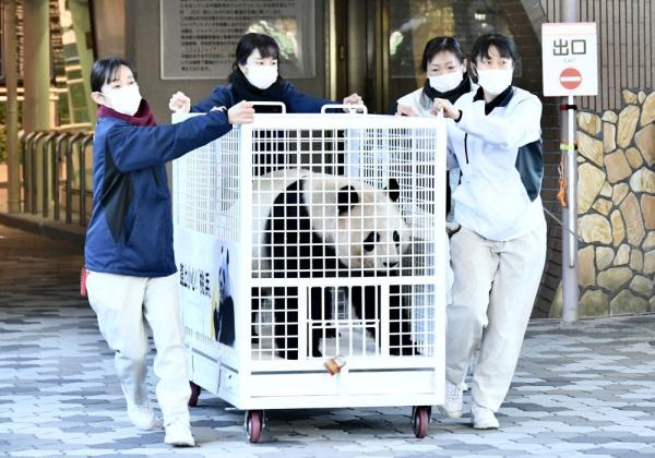 回国养老的熊猫爸爸，让日本朋友又哭一场