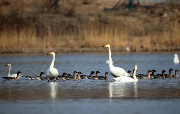 拍客 | 天鹅翩跹舞滹沱