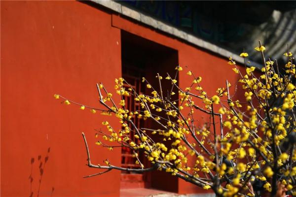 幽香浮动！邂逅第一抹春色，赏花地图——